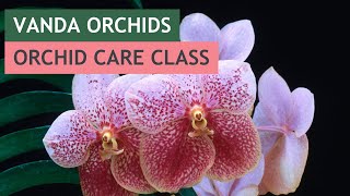Vandas: Orchid Care Workshop | #VizcayaMuseum