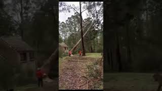 Giant Mountain Ash tree cut down