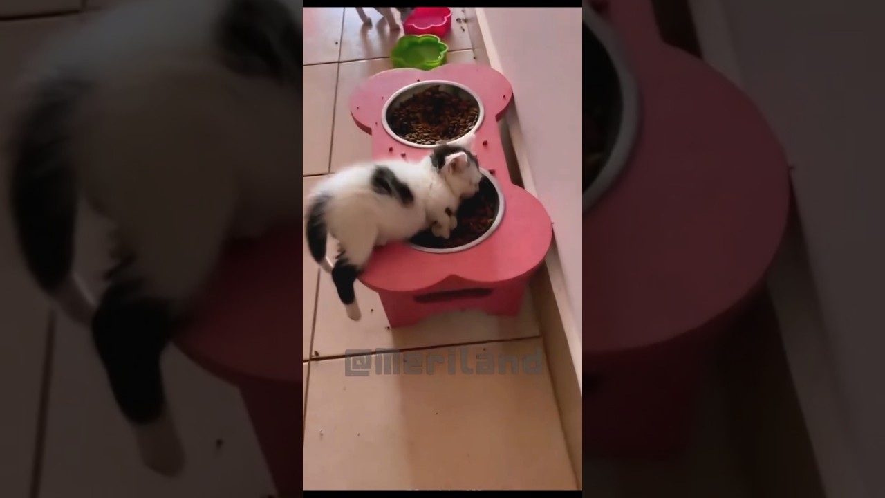 Is the cat still sleeping?...or not 