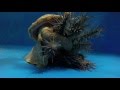 Pacific triton hunts and eats crown-of-thorns starfish