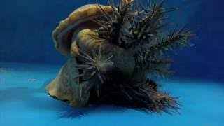 Pacific triton hunts and eats crownofthorns starfish