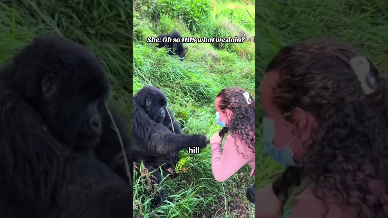Эта самка гориллы была ревнивой