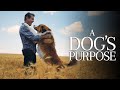 A Dog's Purpose (2017) Full Movie Review | Britt Robertson, KJ Apa & John Ortiz | Review & Facts