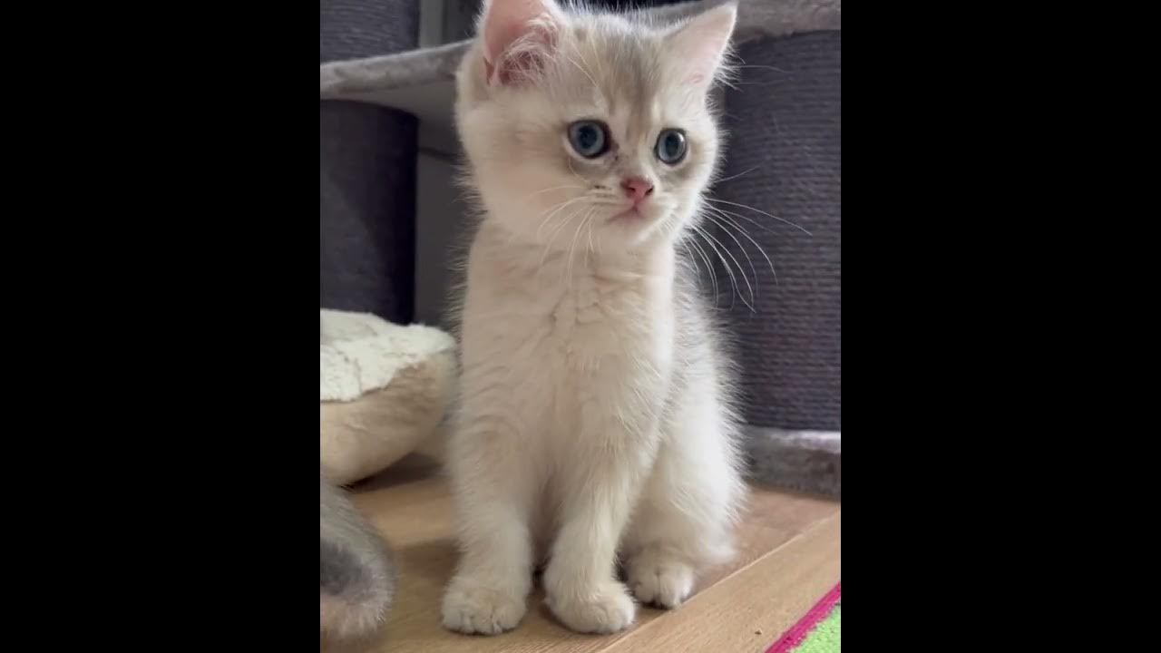 I did not turn on the water fountain fast enough today 😄😄🙈🙈 :  r/kittens