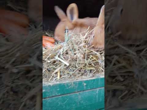 Video: Kelinci Raksasa Flemish