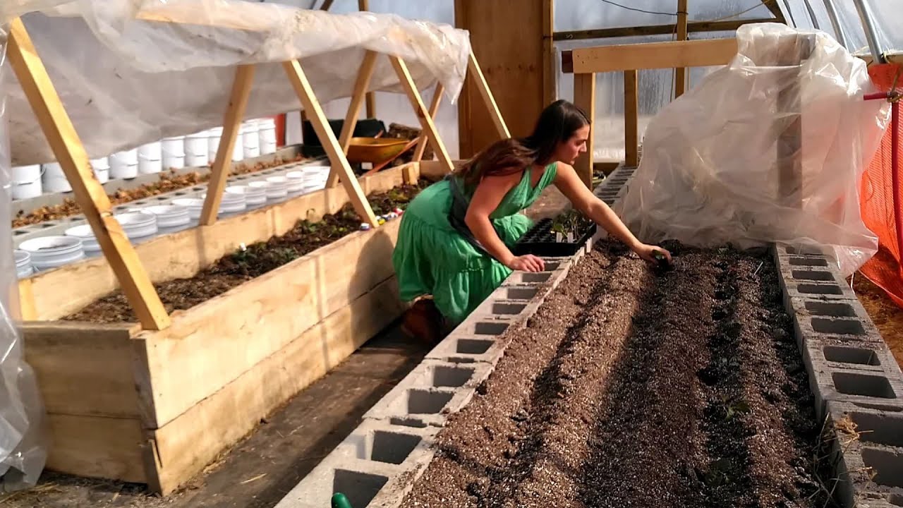 transplanting broccoli, cauliflower, cabbage, greens and leeks into raised beds in the greenhouse