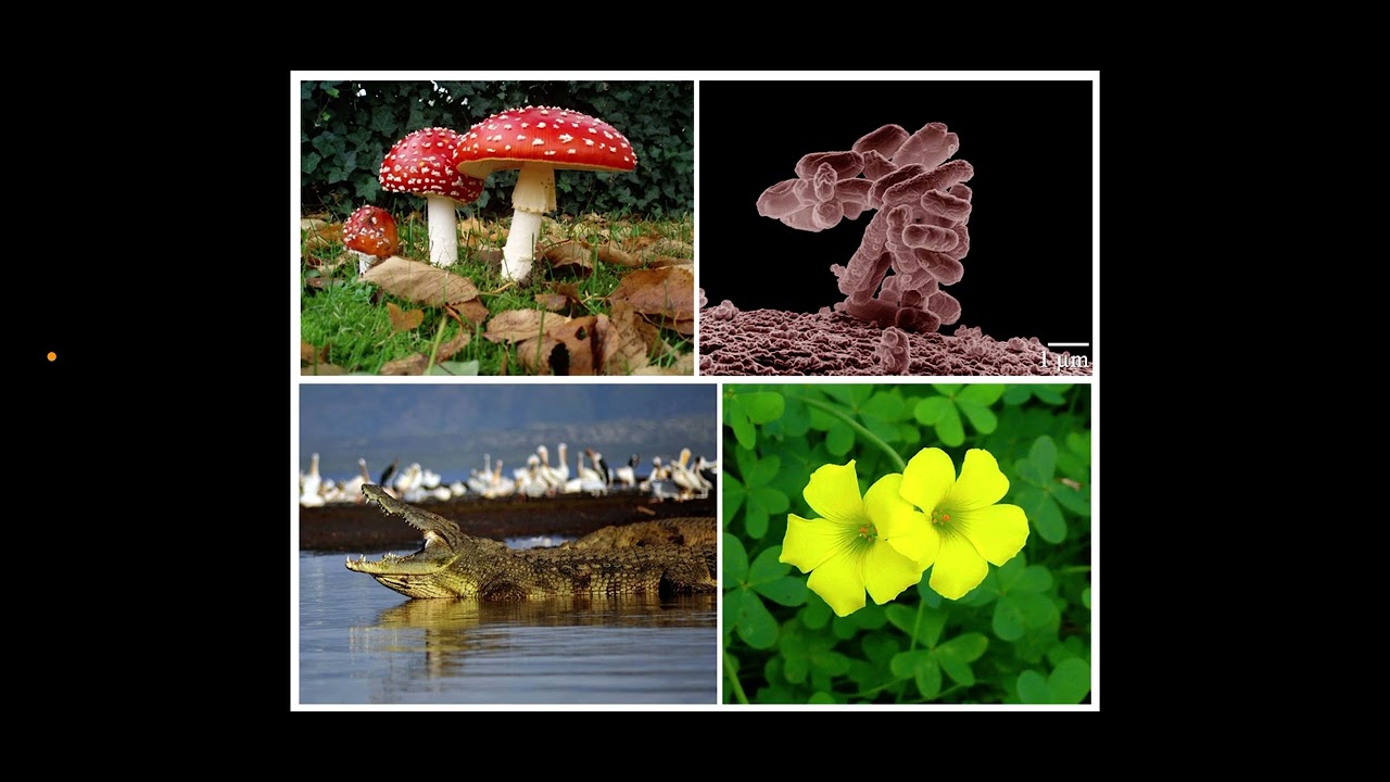 Mechorosty, kořen, stonek, list, květ, plod atd (KECACI BIOLOGIE)