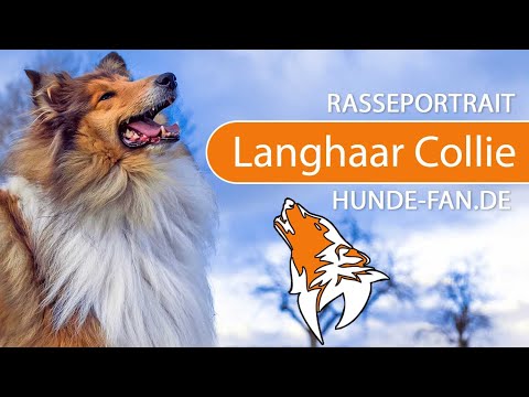 Video: Hunde-Collie-Augenkrankheit - Behandlung Von Collie-Hund-Augenkrankheiten