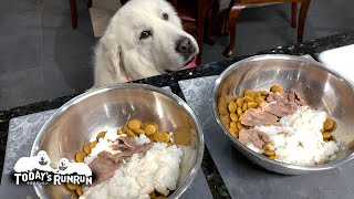 元気いっぱいにご飯をもりもり食べるルンルンです　Great Pyrenees　グレートピレニーズ