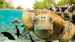 Life in a shell | Turtles Behavior & Evolutionary Implications | World Documentary Films - doe Pro