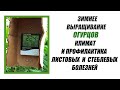 Зимнее выращивание огурцов. Климат и профилактика листовых и стеблевых болезней