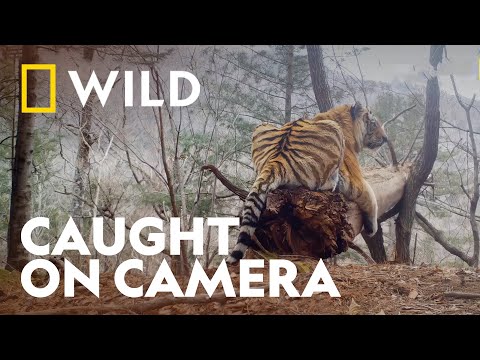 Amur Tiger Family Caught on Camera | Big Cat Week | National Geographic UK