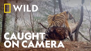 Amur Tiger Family Caught on Camera | Big Cat Week | National Geographic UK screenshot 4