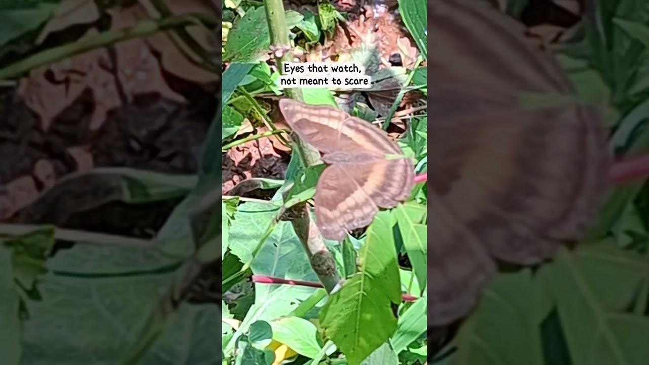 Philosophy of Junonia Iphita 