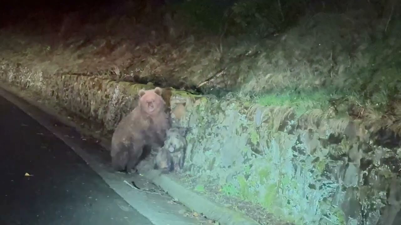 Bear Attacks Wild Boar in the North of Spain