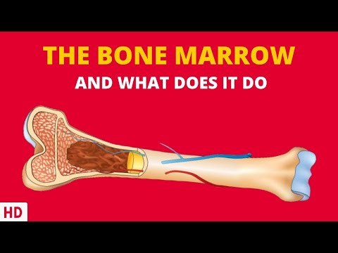 Video: Bone marrow - what is it, effects on the body, bone marrow diseases, research