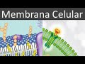 Transporte pasivo y activo de la membrana celular
