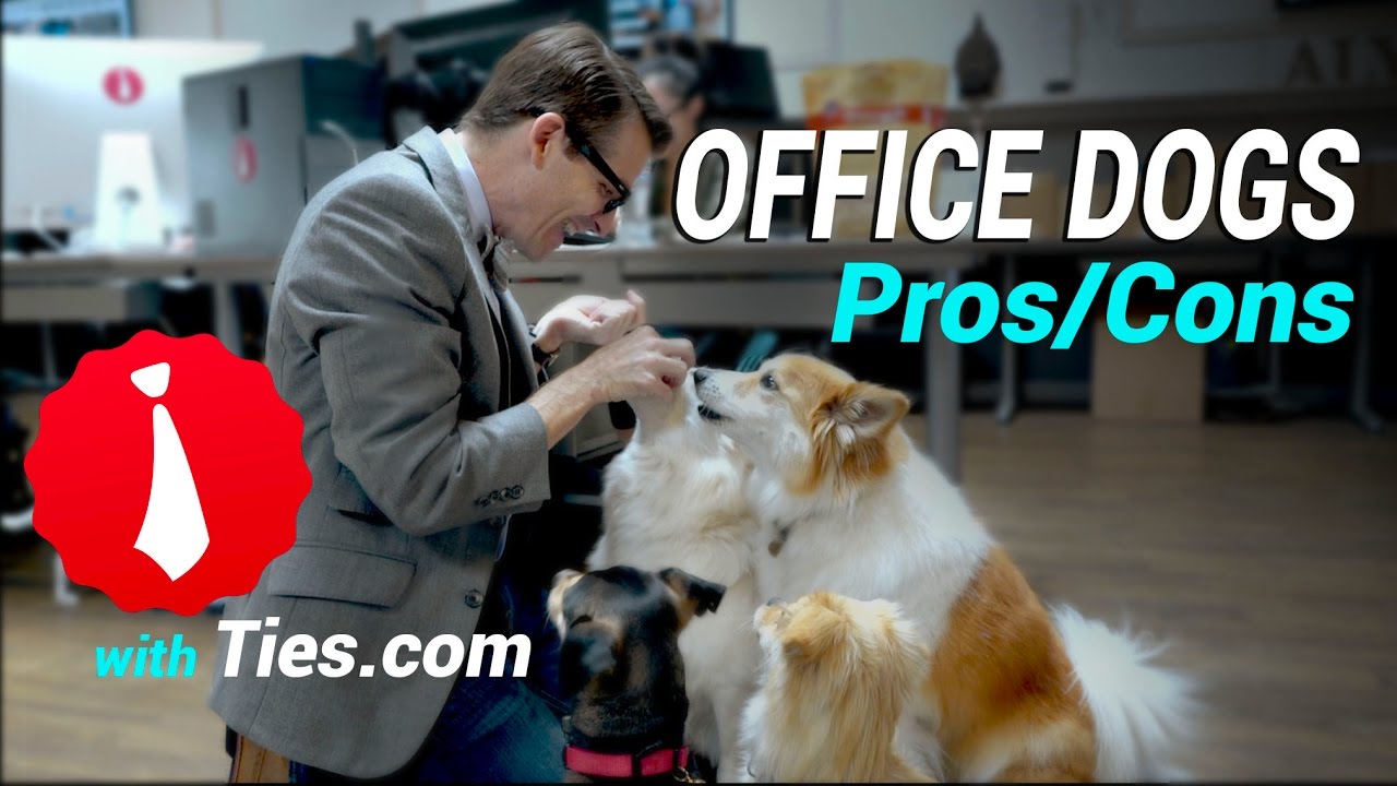 Dogs in the Office Pros, Cons and Tips for Behavior Training YouTube
