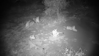 Roaring Lions and Cute Cubs are Chased By an Elephant 🦁 🐘