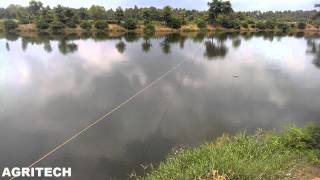 Fish farming in India | Tilapia Fiah farming | red & Nile tilapia gift and rohu  | Aquaculture