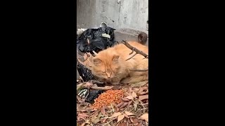 Morpheus the Cat's Incredible Transformation by The Schwarzman Animal Medical Center 1,732 views 1 month ago 1 minute, 3 seconds