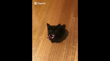Thumbnail of Alfie is a 3 second song