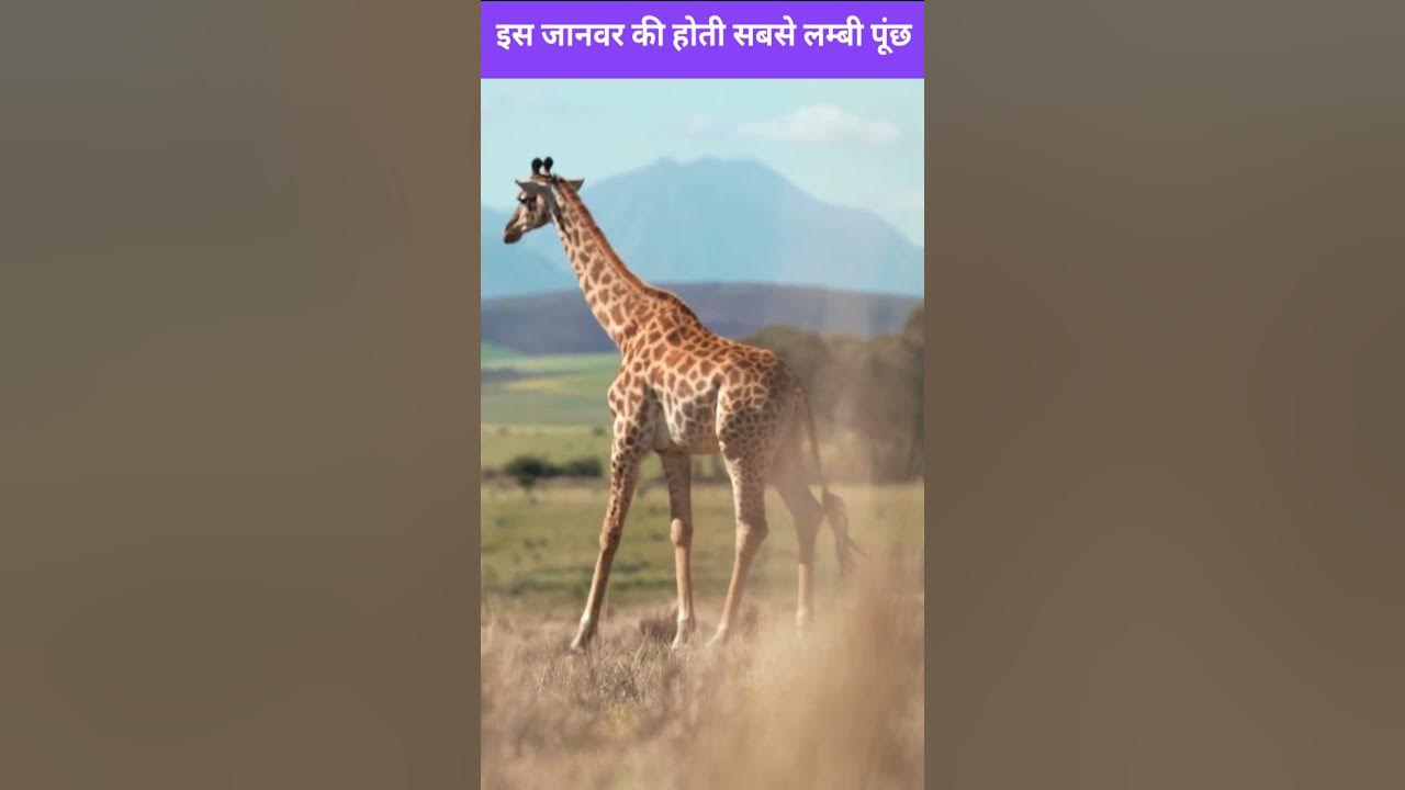 animal-with-the-longest-tail
