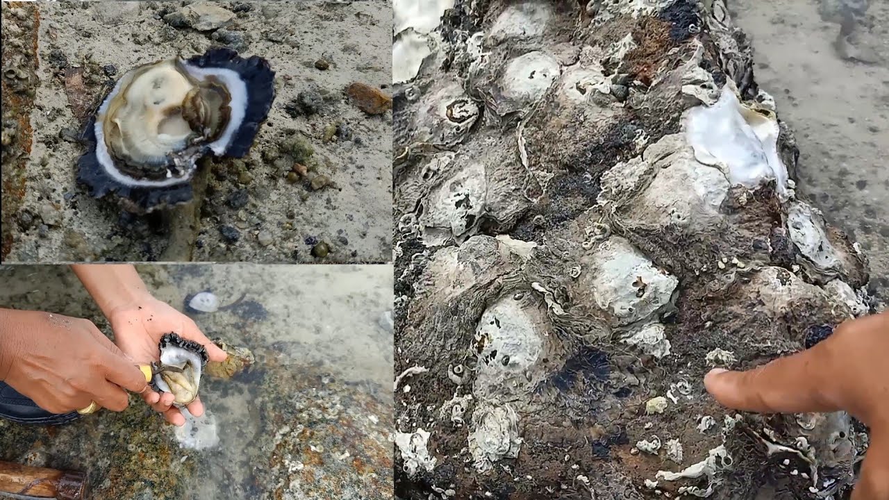 เจาะหอยตาราบ เยอะมาก ที่เดียวได้อย่างเยอะ เจาะเพลินเลย ✌️😊12-5-2021
