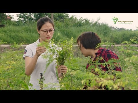 Video: Cây chùm ngây - Trồng cây chùm ngây trong vườn nhà