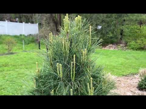 Video: Chir Pine Tree Care: Dyrking Chir Pine Trees In The Landscape