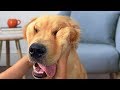 Funny Golden Retriever Dog Compilation NEW