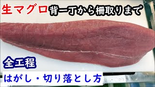 生キハダ背一丁から柵取りと切り落としまで尾っぽ側まで全工程を見れます