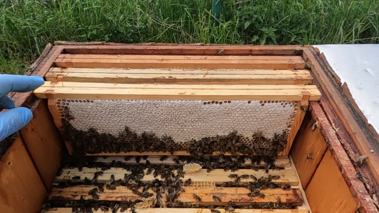 Miodobranie! bardzo gęsty miód po ochłodzeniu!