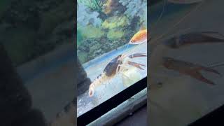 #crayfish try to eat cucumber😍 #shorts #viral #lobster #fish plz like & subscribe for more video #crayfish try to eat cucumber😍 #shorts #viral #lobster #fish plz like & subscribe for more video