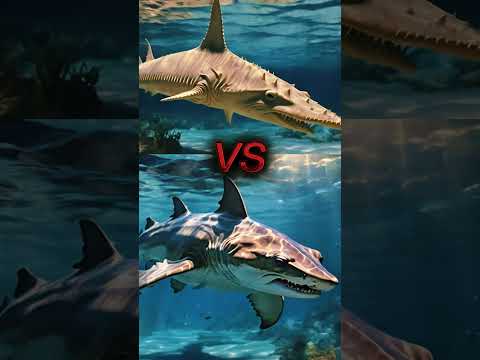 🌊 Ocean Showdown: