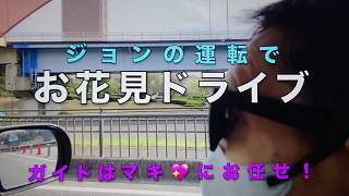ジョン＆マキ💖ちゃんねる 第３４１話【ジョンの運転で『お花見ドライブ』〜ガイドはマキ💖にお任せ！〜／『ドライブ前の“幸楽苑”』】