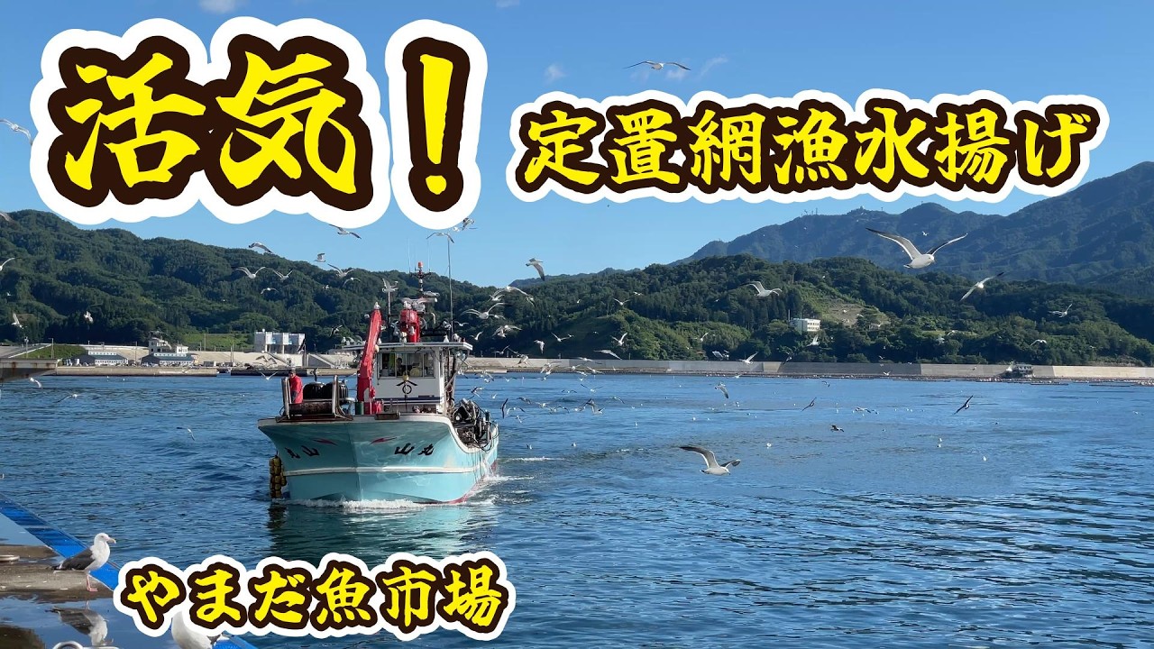 凄い活気！やまだ魚市場で定置網漁水揚げを観てきた - YouTube