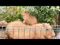 ママをふみふみマッサージ💛親孝行な赤ちゃんカピバラ【竹島水族館】