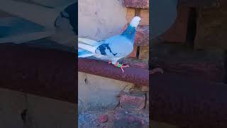 jKD 5139# subah pigeon attitude # short video viral