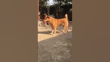 Cộc cái vàng kim siêu khủng siêu vip