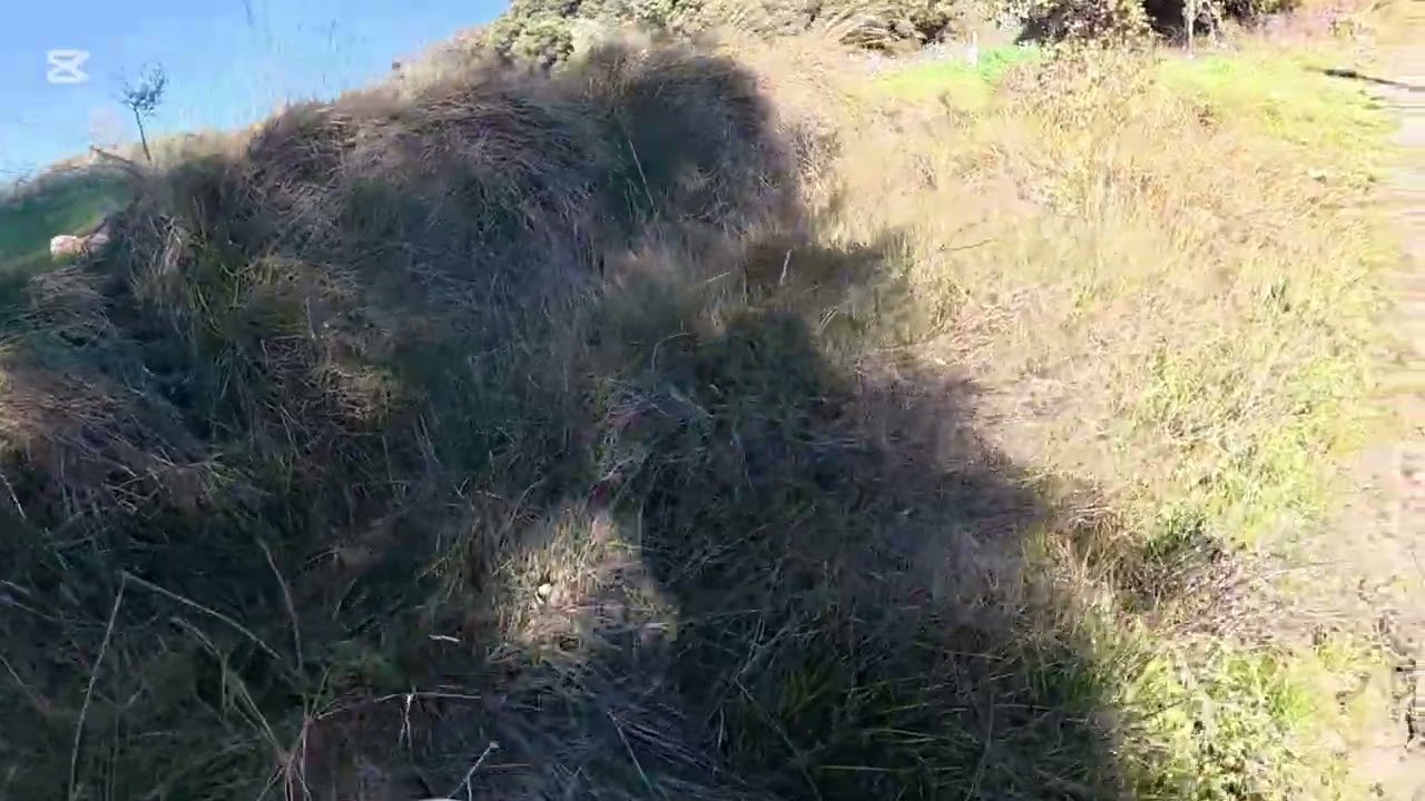 Ep.1 #เก็บหน่อไม้ฝรั่งป่า ตามธรรมชาติบ้านนอกสเปน