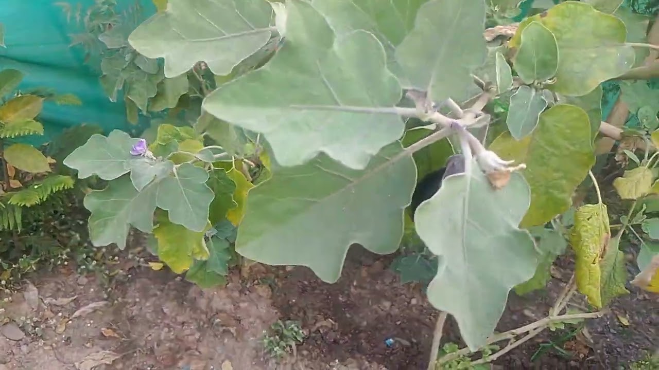 Aaj maine itna sara hurvest kiya 🥰🥰