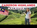Best things to do in cameron highlands  malaysia travel vlog ep 2