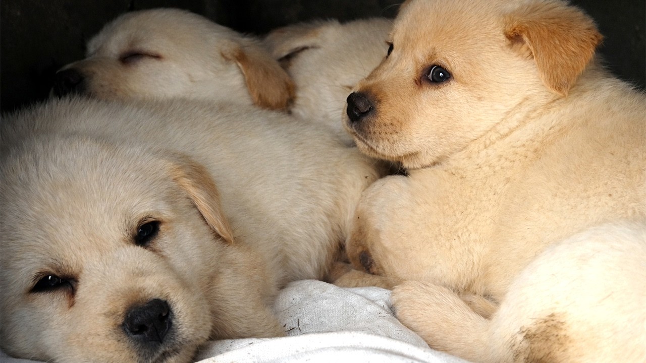 [고요] 가만히 잠든 모습, 마음이 편해져요 🟢