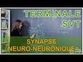 Synapse neuroneuronique  svt terminale  les bons profs