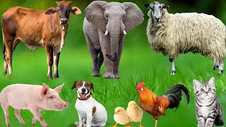 Cute Farm Animals: Dog, Piglet, Cow, Rabbit, Cat, Horse, Chicken, Duck, Peacock – Farm Animal Sounds screenshot 5