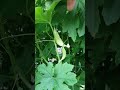 Giardinaggio/Gartenarbeit/jardinage/園芸/Gardening/berkebun/बागवानी/การทำสวน/种植/veggie/bitter melon/苦瓜