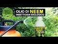 Olio di neem insetticida biologico