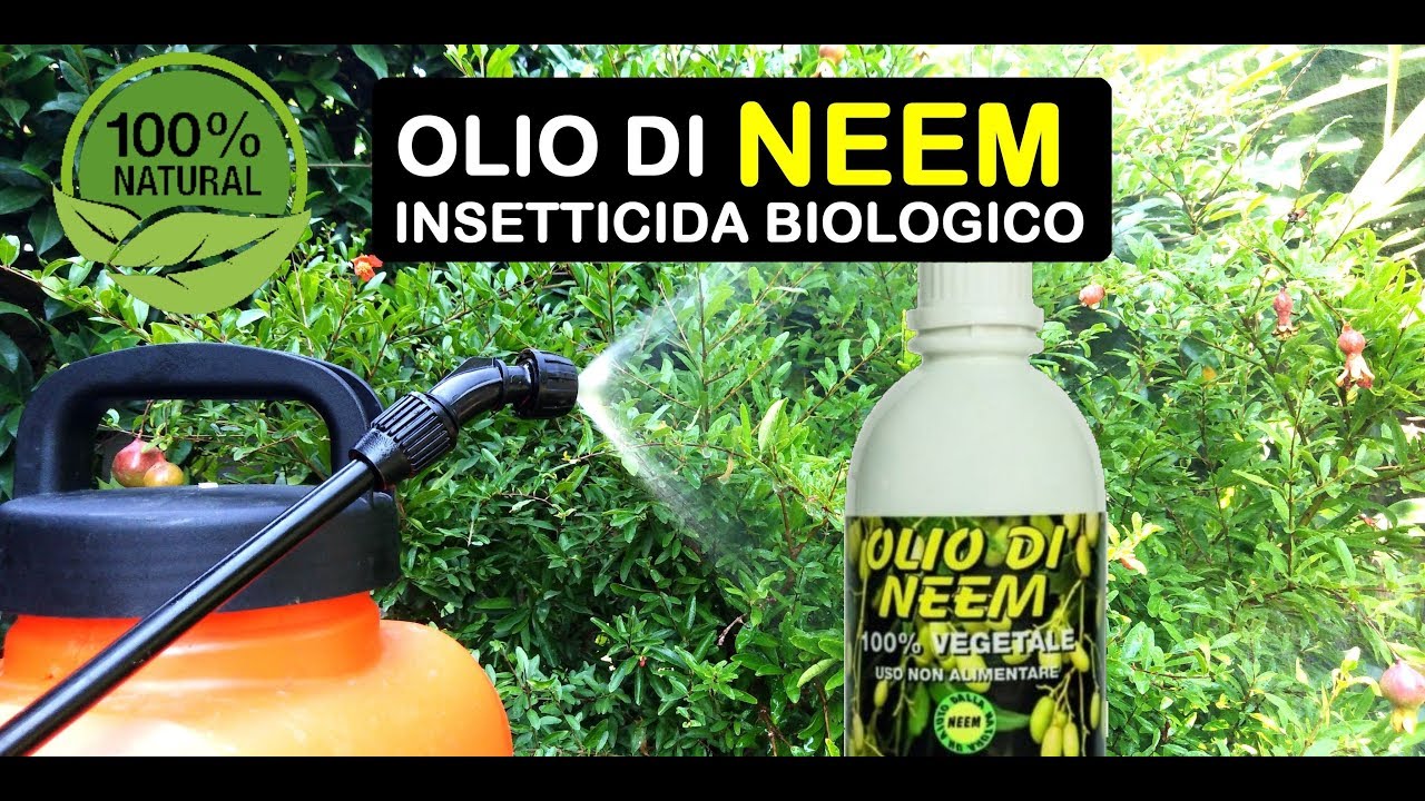 Olio di Neem per le piante: le proprietà antiparassitarie - inNaturale