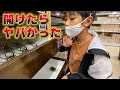 【大興奮】凄まじい数の虫が収納された棚を開けてみた